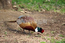 새, 조류, 동물, 꿩, 먹이, 사진,이미지,일러스트,캘리그라피 - benjamin작가 크라우드픽 - 저작권 걱정 없는 상업용 이미지