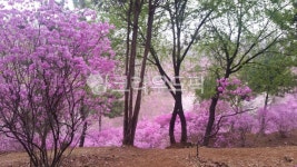 flower, blossom, 꽃, 식물, plant, 사진,이미지,일러스트,캘리그라피 - clef39작가 크라우드픽 - 저작권 걱정 없는 상업용 이미지