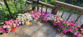 꽃화분, 장식, 꽃, 뒤뜰, 테라스, 사진,이미지,일러스트,캘리그라피 - 퍼플스텔라작가 크라우드픽 - 저작권 걱정 없는 상업용 이미지