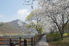대청호오백리길, 대청댐벚꽃길, 도보길, 트레킹, 둘레길, 사진,이미지,일러스트,캘리그라피 - Deep bLUE작가 크라우드픽 - 저작권 걱정 없는... 