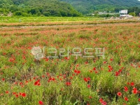 필드, field, grassland, nature, 농장, 사진,이미지,일러스트,캘리그라피 - 주영작가 크라우드픽 - 저작권 걱정 없는 상업용 이미지