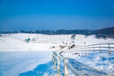 눈, 설원, 목장, 원당종마목장, 겨울, 사진,이미지,일러스트,캘리그라피 - 메추리알작가 크라우드픽 - 저작권 걱정 없는 상업용 이미지