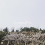 벚꽃, 감성, 놀이터, 자연, 봄, 사진,이미지,일러스트,캘리그라피 - 성서세방골작가 크라우드픽 - 저작권 걱정 없는 상업용 이미지