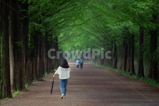 담양, 메타세콰이어, 여름, green, 녹색, 사진,이미지,일러스트,캘리그라피 - bok.stagram작가 크라우드픽 - 저작권 걱정 없는 상업용 이미지