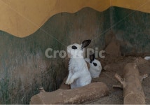 토끼, 포유루, 동물, animal, rabit, 사진,이미지,일러스트,캘리그라피 - MCtheJo작가 크라우드픽 - 저작권 걱정 없는 상업용 이미지