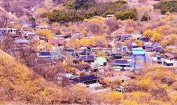 nature, 자연, outdoors, 옥외, 구례산동산수유마을, 사진,이미지,일러스트,캘리그라피 - 영산공작가 크라우드픽 - 저작권 걱정 없는 상업용... 