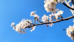 flower, 꽃, 벚꽃, 봄, 하늘, 사진,이미지,일러스트,캘리그라피 - NatureBeats작가 크라우드픽 - 저작권 걱정 없는 상업용 이미지