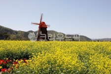 풍차, 꽃, 노란꽃, 들판, windmills, 사진,이미지,일러스트,캘리그라피 - 오륙도열이작가 크라우드픽 - 저작권 걱정 없는 상업용 이미지