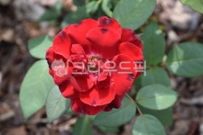 장미, 상처, rose, 꽃, flower, 사진,이미지,일러스트,캘리그라피 - 시크한 남자작가 크라우드픽 - 저작권 걱정 없는 상업용 이미지