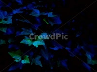 식물, 담쟁이덩쿨, 푸른, 초록, 감성, 사진,이미지,일러스트,캘리그라피 - Kimvocado 00작가 크라우드픽 - 저작권 걱정 없는 상업용 이미지