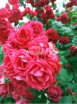 geranium, 제라늄, flower, blossom, 꽃, 사진,이미지,일러스트,캘리그라피 - 해미작가 크라우드픽 - 저작권 걱정 없는 상업용 이미지