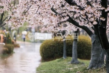 봄, 비, 벚꽃, blossom, cherryblossom, 사진,이미지,일러스트,캘리그라피 - 수리산호랑이작가 크라우드픽 - 저작권 걱정 없는 상업용 이미지