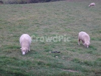 동산, 양, 양떼목장, 대관령, 공원, 사진,이미지,일러스트,캘리그라피 - 옹군작가 크라우드픽 - 저작권 걱정 없는 상업용 이미지
