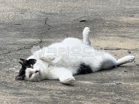 길냥이, 고양이, 동물, 도도한고양이, cat, 사진,이미지,일러스트,캘리그라피 - kyo9305작가 크라우드픽 - 저작권 걱정 없는 상업용 이미지