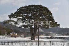 소나무, 목현리구송, 반송, 천연기념물, tree, 사진,이미지,일러스트,캘리그라피 - jangja작가 크라우드픽 - 저작권 걱정 없는 상업용 이미지