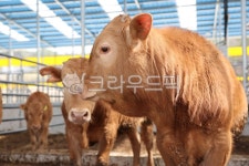 축사, 축산, 축산업, 소, 농장, 사진,이미지,일러스트,캘리그라피 - ddong작가 크라우드픽 - 저작권 걱정 없는 상업용 이미지