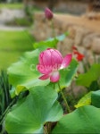 plant, 식물, flower, 꽃, lotus, 사진,이미지,일러스트,캘리그라피 - 비내리는오후작가 크라우드픽 - 저작권 걱정 없는 상업용 이미지