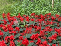 flower, 꽃, 초목, 공원, garden, 사진,이미지,일러스트,캘리그라피 - nextpost21작가 크라우드픽 - 저작권 걱정 없는 상업용 이미지