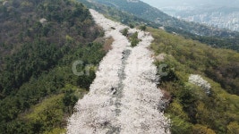 황령산, 벚꽃, 봄꽃, 봄, 부산황령산, 사진,이미지,일러스트,캘리그라피 - droJOSne작가 크라우드픽 - 저작권 걱정 없는 상업용 이미지