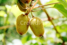 다래, 참다래, 다래농사, 다래재배, 다래열매, 사진,이미지,일러스트,캘리그라피 - 시대작가 크라우드픽 - 저작권 걱정 없는 상업용 이미지