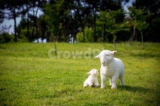 양, 목양, 푸른초장, 초장, 초원, 사진,이미지,일러스트,캘리그라피 - Woogie 동영상쟁이작가 크라우드픽 - 저작권 걱정 없는 상업용 이미지