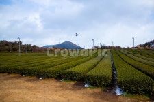 제주도, 녹차, 녹차밭, 초록, 하늘, 사진,이미지,일러스트,캘리그라피 - ssunsohyeon작가 크라우드픽 - 저작권 걱정 없는 상업용 이미지