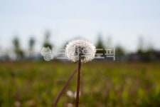 plant, 민들레, 식물, dandelion, 꽃, 사진,이미지,일러스트,캘리그라피 - Ngdmkh514작가 크라우드픽 - 저작권 걱정 없는 상업용 이미지