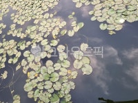 진주공원, 공원, 연못, 물고기, 하늘, 사진,이미지,일러스트,캘리그라피 - buildmommy작가 크라우드픽 - 저작권 걱정 없는 상업용 이미지