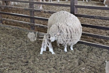 팜랜드, 양, 목장, 동물, 축산업, 사진,이미지,일러스트,캘리그라피 - 함께사는세상작가 크라우드픽 - 저작권 걱정 없는 상업용 이미지