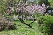 꽃, 나무, flower, tree, garden, 사진,이미지,일러스트,캘리그라피 - joyfulharu작가 크라우드픽 - 저작권 걱정 없는 상업용 이미지