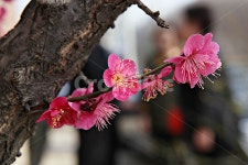 매화, 홍매화, 매화꽃, 꽃, 봄꽃, 사진,이미지,일러스트,캘리그라피 - 함께사는세상작가 크라우드픽 - 저작권 걱정 없는 상업용 이미지