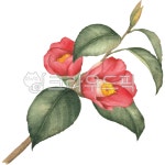 동백, 동백꽃, 동백나무, 동백디자인, 동백꽃디자인, 사진,이미지,일러스트,캘리그라피 - ncoco앤코코작가 크라우드픽 - 저작권 걱정 없는... 