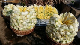 치악산절임배추작목반 | plant, 식물, 배추, 김장, 절인배추, 사진,이미지,일러스트,캘리그라피 - 치악산 다람쥐작가 크라우드픽 - 저작권 걱정 없는 상업용 이미지