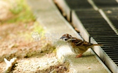 공원, 참새, 황작, 새, 텃새, 사진,이미지,일러스트,캘리그라피 - 청휘작가 크라우드픽 - 저작권 걱정 없는 상업용 이미지