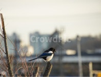 까치, 길조, 새, 동물, 조류, 사진,이미지,일러스트,캘리그라피 - 퓨처작가 크라우드픽 - 저작권 걱정 없는 상업용 이미지