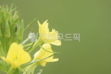 flower, 꽃, 달맞이꽃, aneveningprimrose, asundrops, 사진,이미지,일러스트,캘리그라피 - leeillhyung작가 크라우드픽 - 저작권 걱정... 