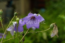 도라지, 꽃, 약재, 여름, 보라색, 사진,이미지,일러스트,캘리그라피 - 세븐작가 크라우드픽 - 저작권 걱정 없는 상업용 이미지