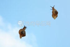 동물, animal, 달팽이, 하늘, 구름, 사진,이미지,일러스트,캘리그라피 - irum작가 크라우드픽 - 저작권 걱정 없는 상업용 이미지