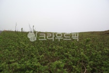 field, 필드, grassland, nature, 자연, 사진,이미지,일러스트,캘리그라피 - 헝그리작가작가 크라우드픽 - 저작권 걱정 없는 상업용 이미지