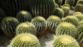 선인장, 식물, 사막, 가시, cactus, 사진,이미지,일러스트,캘리그라피 - 아맞다사진작가 크라우드픽 - 저작권 걱정 없는 상업용 이미지