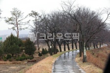 tree, road, 산책로, 벗나무길, 나무, 사진,이미지,일러스트,캘리그라피 - asakao작가 크라우드픽 - 저작권 걱정 없는 상업용 이미지