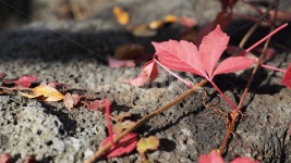 식물, 잎, 단풍, 가을, 덩쿨, 사진,이미지,일러스트,캘리그라피 - note57작가 크라우드픽 - 저작권 걱정 없는 상업용 이미지