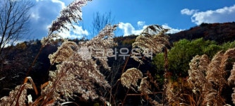 갈대, 초목, 자연, 하늘, 가을, 사진,이미지,일러스트,캘리그라피 - h_h0104작가 크라우드픽 - 저작권 걱정 없는 상업용 이미지