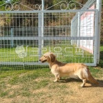 dog, 개, animal, 동물, pet, 사진,이미지,일러스트,캘리그라피 - MOON76작가 크라우드픽 - 저작권 걱정 없는 상업용 이미지