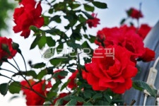 장미, 꽃, 장미꽃, 5월, 계절, 사진,이미지,일러스트,캘리그라피 - Deep bLUE작가 크라우드픽 - 저작권 걱정 없는 상업용 이미지