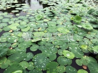 plant, 식물, lily, 연잎, 수련, 사진,이미지,일러스트,캘리그라피 - kih1124작가 크라우드픽 - 저작권 걱정 없는 상업용 이미지