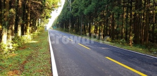 풍경, 화창한, 제주도, 비자림, 큰나무, 사진,이미지,일러스트,캘리그라피 - 윤덩이작가 크라우드픽 - 저작권 걱정 없는 상업용 이미지