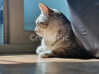 고양이, cat, 집냥이, 반려동물, 길냥이, 사진,이미지,일러스트,캘리그라피 - Njunyun33작가 크라우드픽 - 저작권 걱정 없는 상업용 이미지