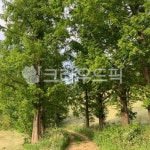 나무, tree, 식물, 서산, 용비지, 사진,이미지,일러스트,캘리그라피 - Nisa90작가 크라우드픽 - 저작권 걱정 없는 상업용 이미지