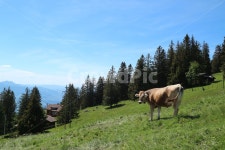 동물, 들판, 알프스, 소, 평화로운, 사진,이미지,일러스트,캘리그라피 - Dilys작가 크라우드픽 - 저작권 걱정 없는 상업용 이미지
